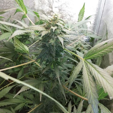 Callyberry growlog timeline photo
