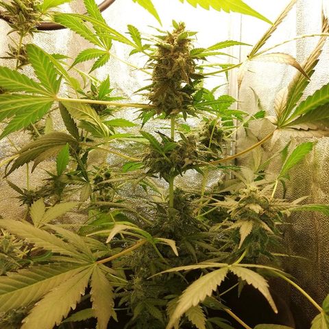 Callyberry growlog timeline photo