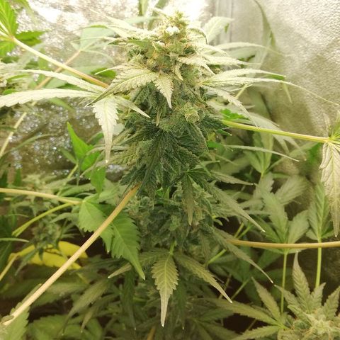 Callyberry growlog timeline photo