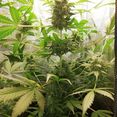 Callyberry growlog timeline photo