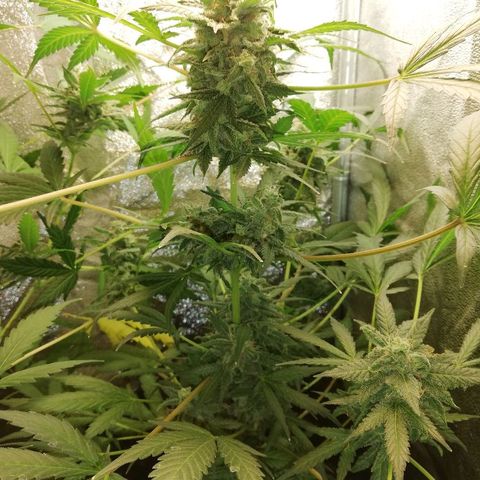 Callyberry growlog timeline photo