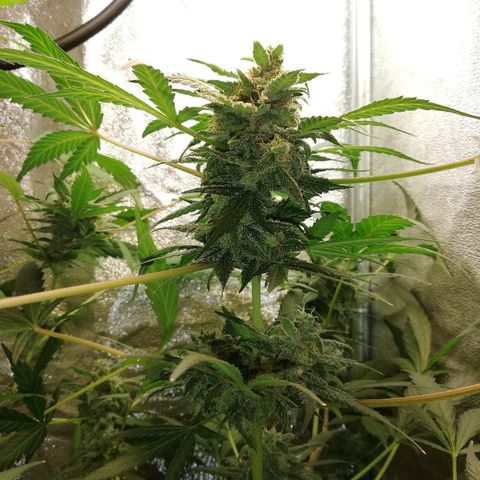 Callyberry growlog timeline photo