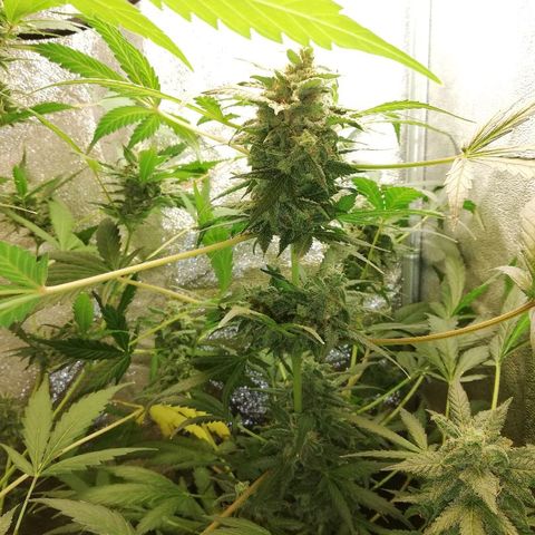 Callyberry growlog timeline photo