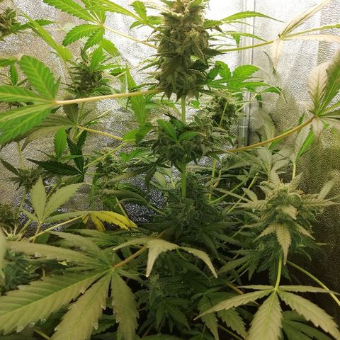 Callyberry growlog timeline photo
