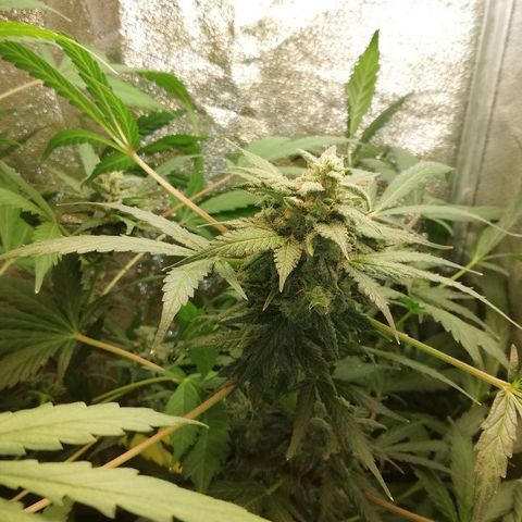 Callyberry growlog timeline photo