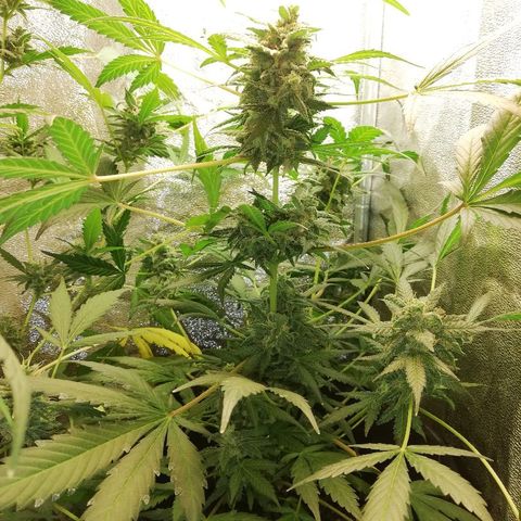 Callyberry growlog timeline photo