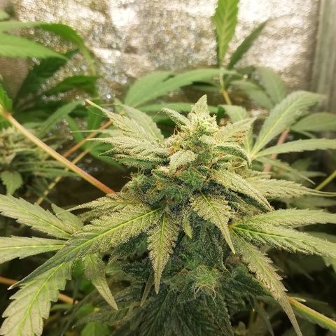 Callyberry growlog timeline photo