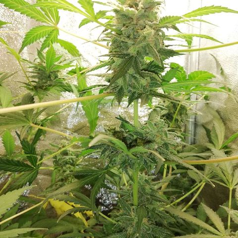 Callyberry growlog timeline photo