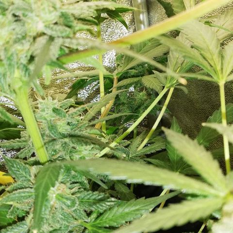 Callyberry growlog timeline photo