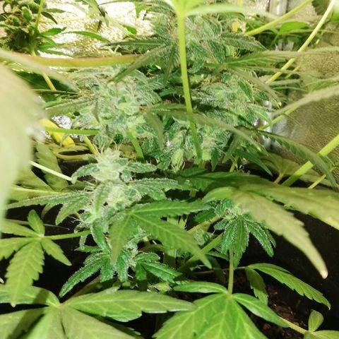 Callyberry growlog timeline photo