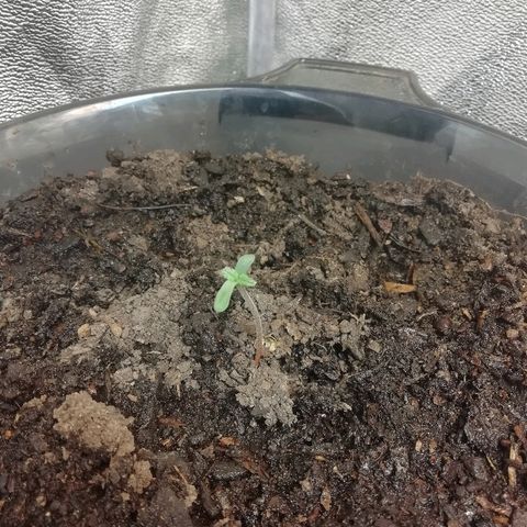 Purple Dakland Kush growlog timeline photo