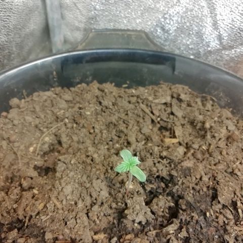 Purple Dakland Kush growlog timeline photo