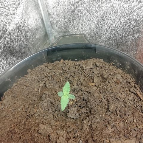 Purple Dakland Kush growlog timeline photo