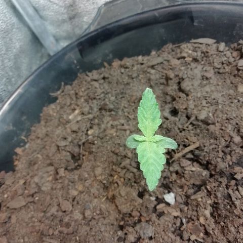 Purple Dakland Kush growlog photo: Ayer cago el soquete y paso 24hrs sin luz, también se arreglo el ventilador 