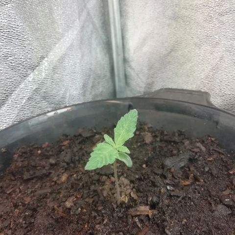 Purple Dakland Kush growlog photo: Hoy les di un poco más de luz para compensar las 24hrs de oscuridad, mañana vuelvo a las 12x12