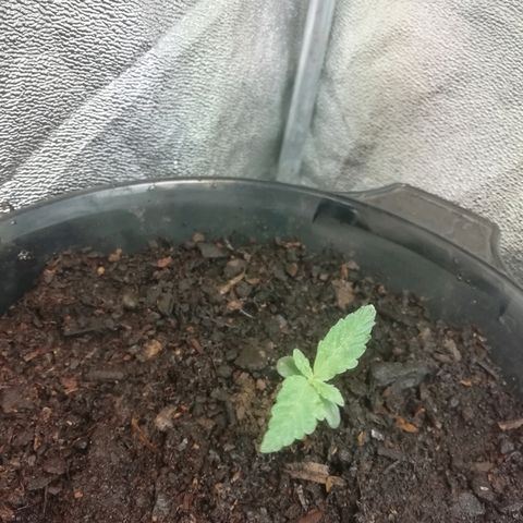 Purple Dakland Kush growlog timeline photo