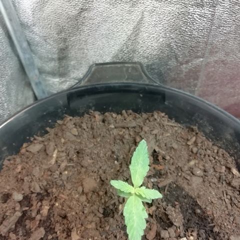 Purple Dakland Kush growlog timeline photo