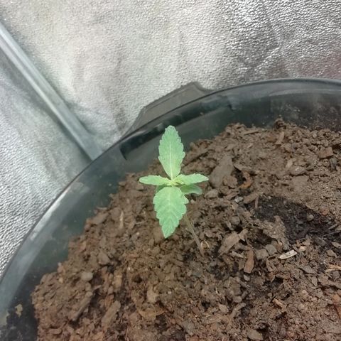 Purple Dakland Kush growlog timeline photo