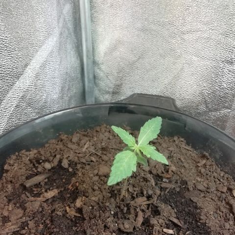 Purple Dakland Kush growlog timeline photo