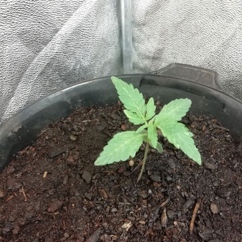 Purple Dakland Kush growlog timeline photo