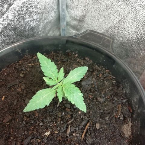 Purple Dakland Kush growlog timeline photo