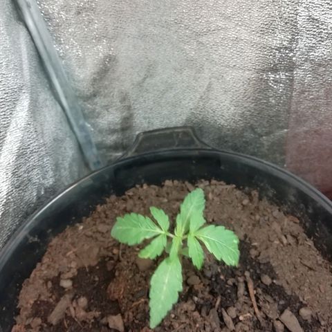 Purple Dakland Kush growlog timeline photo