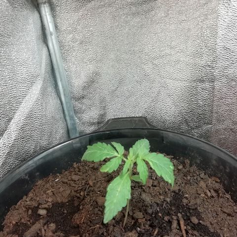 Purple Dakland Kush growlog timeline photo