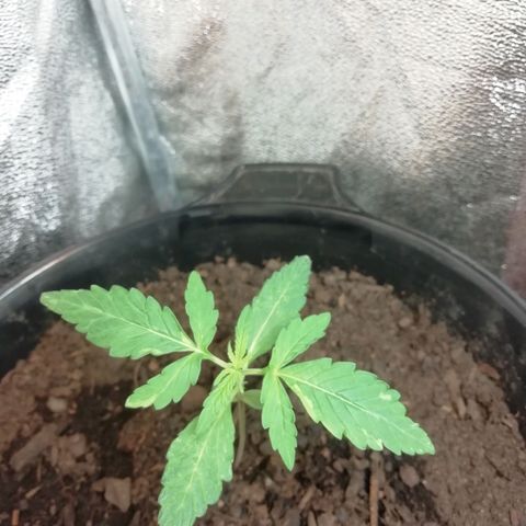 Purple Dakland Kush growlog timeline photo