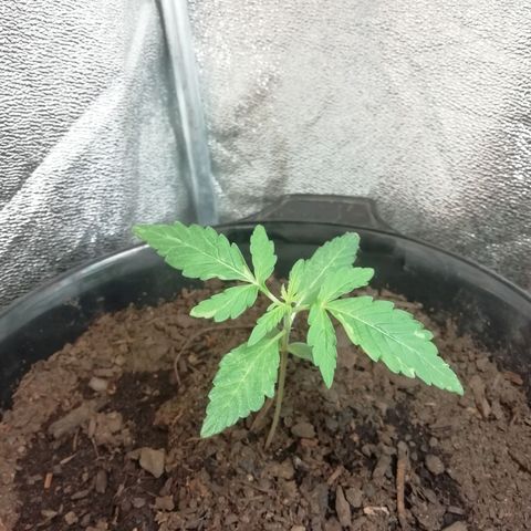 Purple Dakland Kush growlog timeline photo