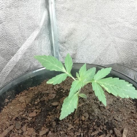 Purple Dakland Kush growlog photo: Se está doblando el tallo a raíz del ventilador demasiado cerca (volví a colocarlo al techo) y le coloque un gancho para enderezar la planta. 