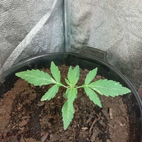 Purple Dakland Kush growlog photo: Se está doblando el tallo a raíz del ventilador demasiado cerca (volví a colocarlo al techo) y le coloque un gancho para enderezar la planta. 