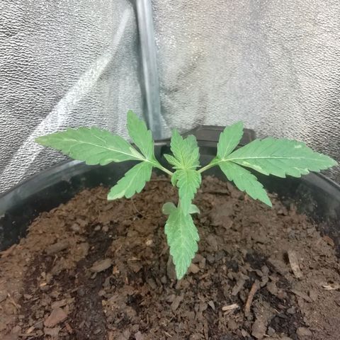 Purple Dakland Kush growlog photo: Se está doblando el tallo a raíz del ventilador demasiado cerca (volví a colocarlo al techo) y le coloque un gancho para enderezar la planta. 