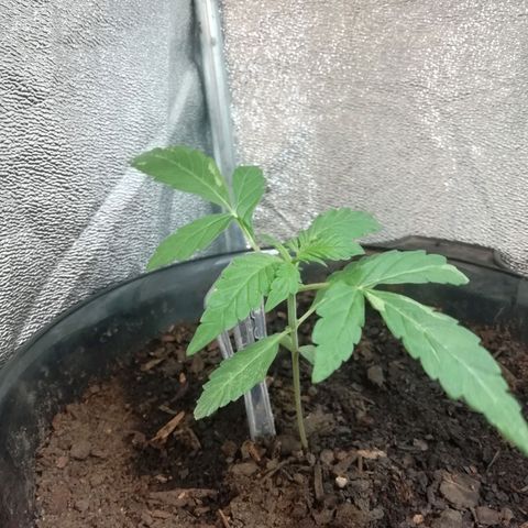 Purple Dakland Kush growlog timeline photo