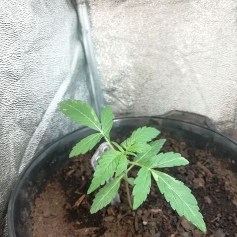 Purple Dakland Kush growlog timeline photo
