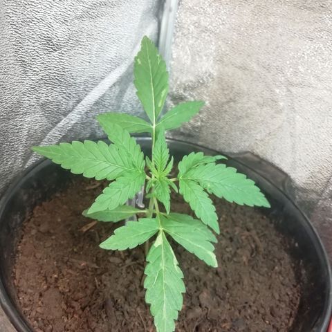 Purple Dakland Kush growlog timeline photo