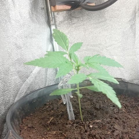 Purple Dakland Kush growlog timeline photo