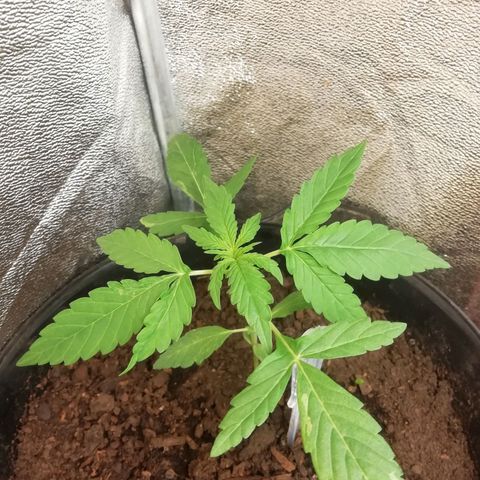 Purple Dakland Kush growlog timeline photo