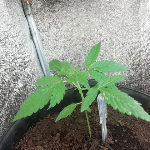 Purple Dakland Kush growlog timeline photo
