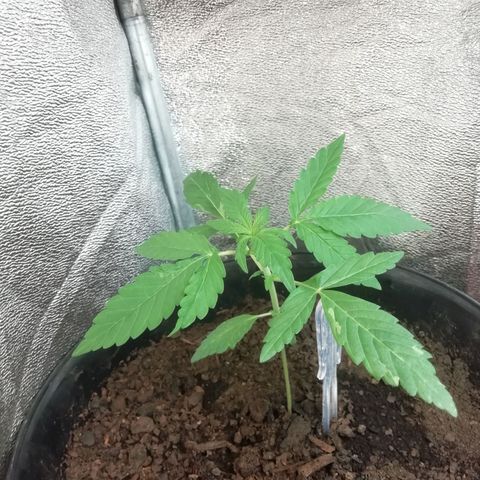 Purple Dakland Kush growlog timeline photo