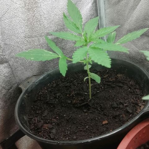 Purple Dakland Kush growlog timeline photo