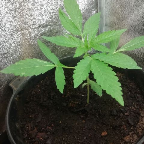 Purple Dakland Kush growlog timeline photo