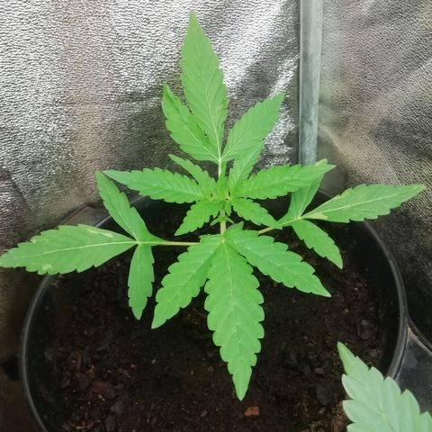Purple Dakland Kush growlog timeline photo