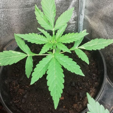 Purple Dakland Kush growlog timeline photo
