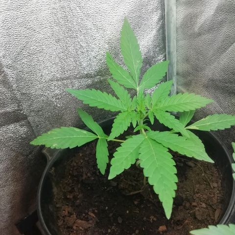 Purple Dakland Kush growlog photo: Empezaron a tomar más agua por el crecimiento de las hojas, entre estos dos días las regué con 1lt cada una
