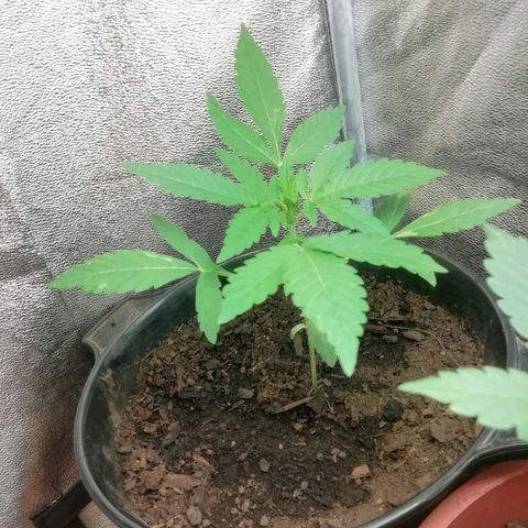 Purple Dakland Kush growlog photo: Empezaron a tomar más agua por el crecimiento de las hojas, entre estos dos días las regué con 1lt cada una
