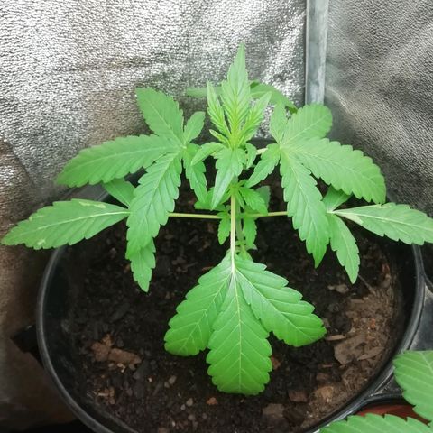Purple Dakland Kush growlog photo: Sigue tomando mucha agua, se debe a la temperatura por lo que baje un poco la planta, de continuar así subire la potencia del ventilador 