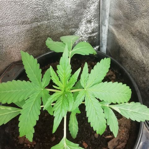 Purple Dakland Kush growlog photo: Sigue tomando mucha agua, se debe a la temperatura por lo que baje un poco la planta, de continuar así subire la potencia del ventilador 