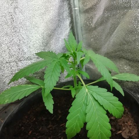 Purple Dakland Kush growlog photo: Sigue tomando mucha agua, se debe a la temperatura por lo que baje un poco la planta, de continuar así subire la potencia del ventilador 