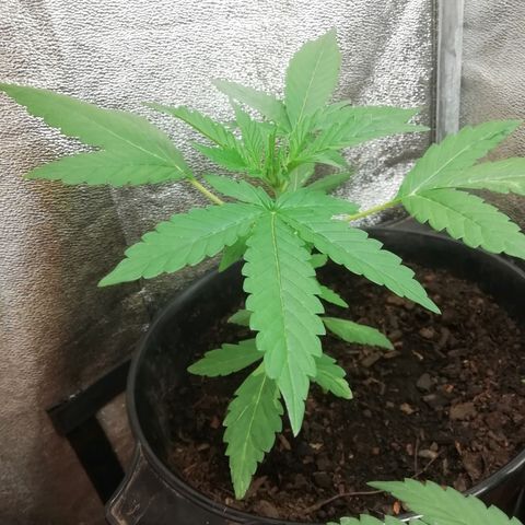 Purple Dakland Kush growlog timeline photo