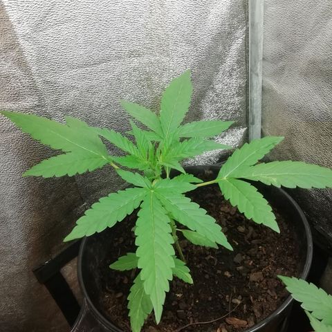 Purple Dakland Kush growlog timeline photo